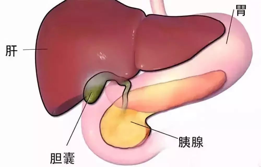 通草的功效与作用能通输卵管堵塞,适用解析计划方案_MT27.145